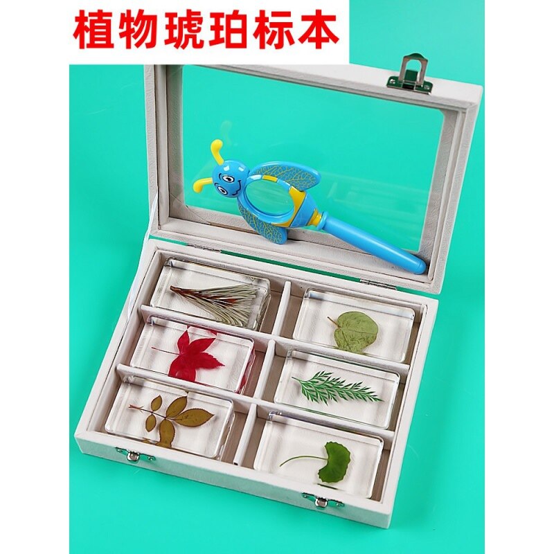 Herbarium box collection book making real flower leaves resin rice sorghum wheat chrysanthemum kindergarten bio