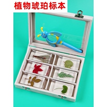 Plant Specimen Frame Collection Brochure Production Real Flowers Leaves Resin Rice Sorghum Wheat Chrysanthemum Kindergarten Bio