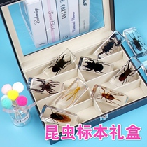 Insect Sub Monogonia Specimens Finished Mantis Resin Spider Real Worm Beetle Beetle Scorpion Centipede Amber Strokes Crab