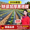 Silver and black two-color mulch film with holes for agricultural planting film