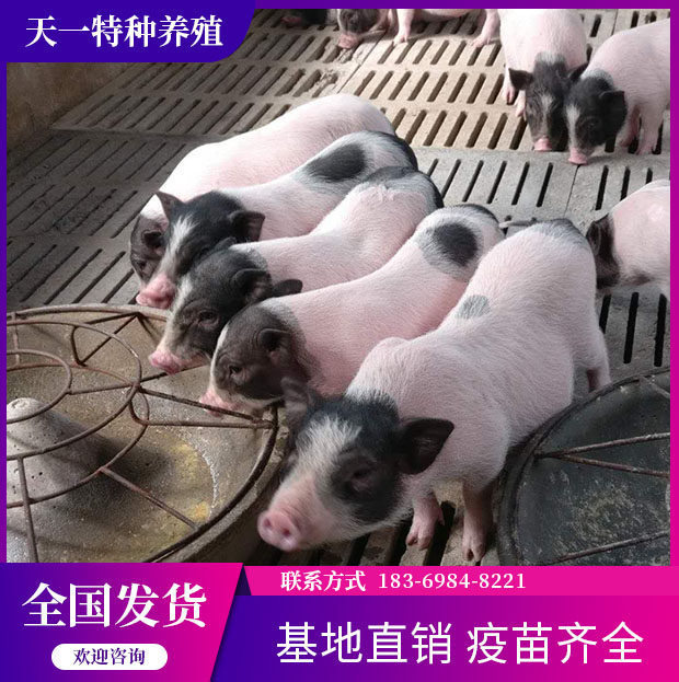 纯种巴香猪幼崽:开启你的养殖致富之路!🐷🏡-畜牧-淘宝百科网