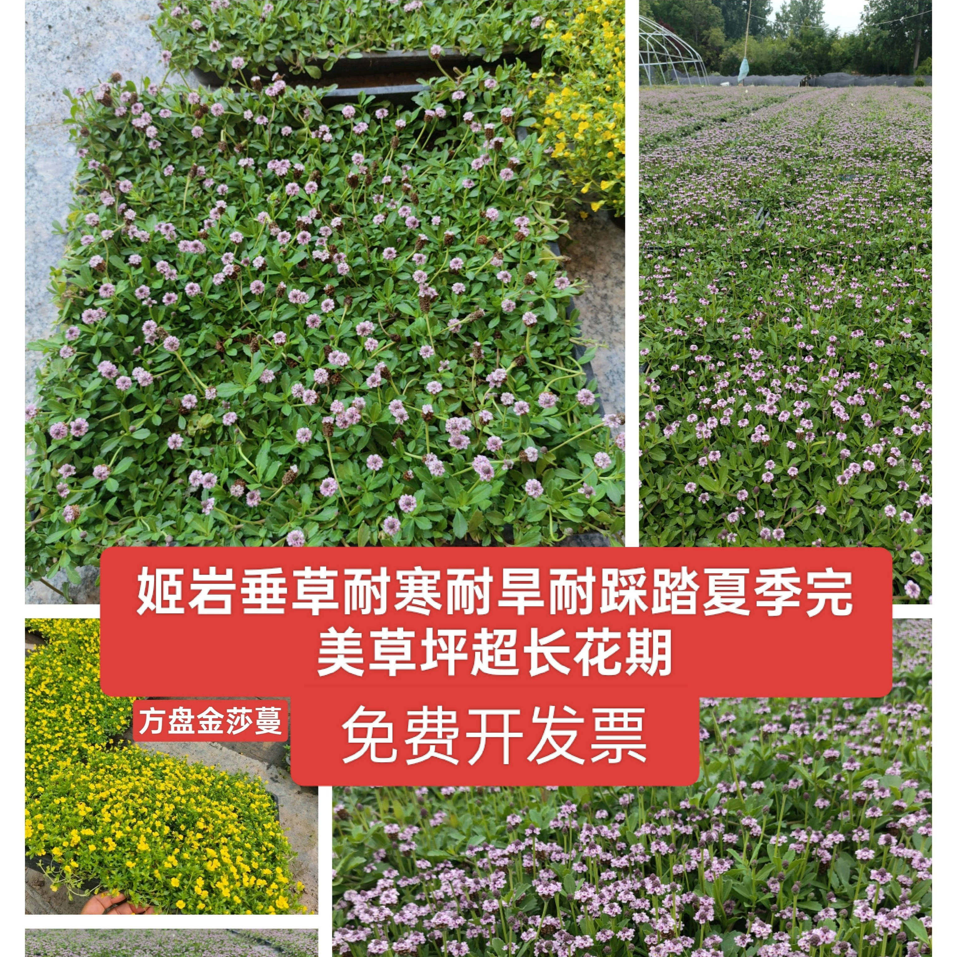 金莎蔓姬岩垂草：耐踩草坪新宠！四季开花+耐寒耐晒，打造私家花园神器？-宿根-淘宝好物网