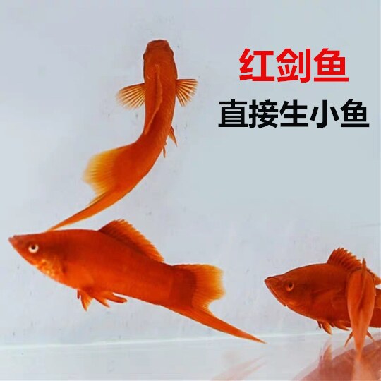 Red sword fish Fortune Fish Fortune Fish Tropical Fish Tropical Fish Red Swordfish Direct Raw Small Fish for Good