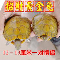 Lower Egg Pet Small Turtle Freshwater Two Brazilian Tortoises Longevity Tortoise Gold Red Earbuds Living Things Couple Tortoises