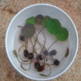 Семена лотоса гидропонные растения, семена овощного лотоса, трансграничные семена лотоса, семена водяной лилии, четыре сезона, не чашечный лотос новый стиль