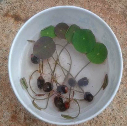 Семена лотоса гидропонные растения, семена овощного лотоса, трансграничные семена лотоса, семена водяной лилии, четыре сезона, не чашечный лотос новый стиль