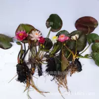 Вы, водяные лилии и один быстрее 1