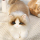 Американская карточка bean clone simulation cat doll высококачественная кукла-марионетка cat doll плюшевая игрушка подарок на день защиты детей для девочек mini 2
