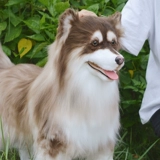 Реалистичная карта-маны, кукла, плюшевая игрушка, США, домашний питомец, подарок на день рождения