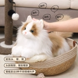 Карта-маны, кукла, электрическая плюшевая игрушка, США, кот, подарок на день рождения