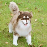 Реалистичная карта-маны, кукла, плюшевая игрушка, США, домашний питомец, подарок на день рождения