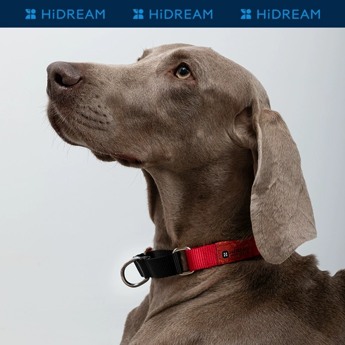 HiDREAM Радужная собака воротнич