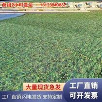 Anti-aerial photography camouflage net camouflage net roof cover anti-satellite outdoor sunshade thickened green anti-counterfeiting net