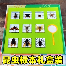 Insect Specimen Animals Real Amber Real Worm Resin Gel Beetle Marine Life Teaching Kop Nursery School Early Teach Observation Scorpion Spider Firefly Aids Crab to know bees 10 years old