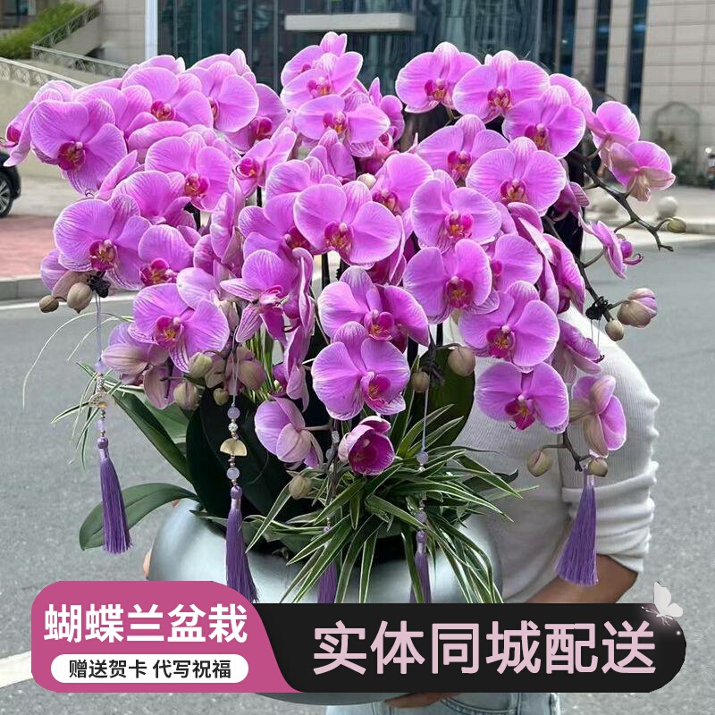 Harbin Intra-City Delivery of New Year Flowers, Phalaenopsis Orchid Potted Plants, Houseplants, Green Plants for Housewarming in Acheng Hulan District, Shuangcheng