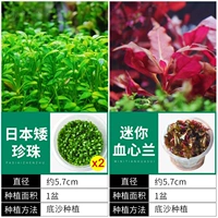 【Стерильная комбинация】 Специальное предложение】 2 чашки японской карликовой жемчужины + мини -сердечный сердечный
