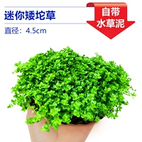 【Вернемся, чтобы иметь базу питания ❤】 мини -короткая трава