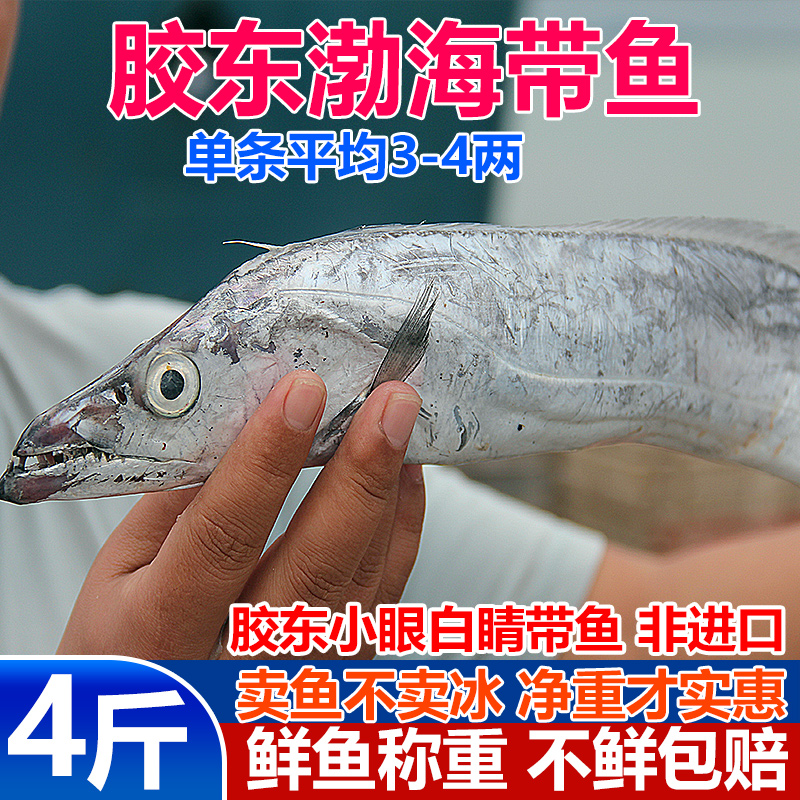 3斤6条大带鱼：渤海冷冻带鱼段，刀鱼中段，海鱼盛宴，非东海舟山，谁说海鲜只能吃鲜的？
