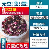 【Нет улитки, нет водорослей датской красной розы