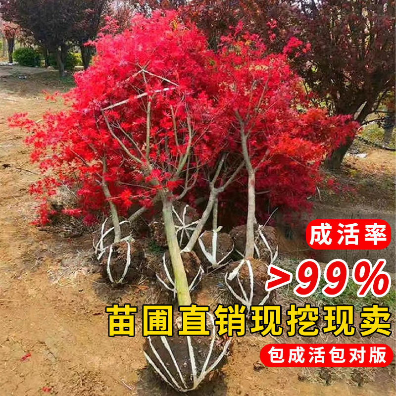 日本红枫树苗和中国红枫哪个更适合庭院绿化?红舞姬盆栽耐寒吗?-服装品牌-淘宝百科网