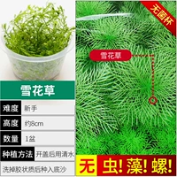 【Нет улитки, нет водорослей снежинки