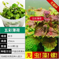 【Нет улитки, нет водорослей Mulberry Mint