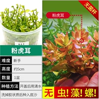 【Нет улитки, нет водорослей -розового тигрового уха