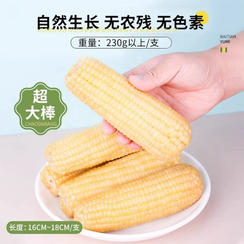 Северо -восточный белый сладкий клейкий кукуруза 10 Новый карнцин кукурузный липкий рис Слипкий свежий вакуум теперь придирчивый рис бутон кукурузы
