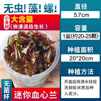 【Нет улитки, нет водорослей мини -сердца крови орхидеи