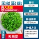 【Нет водорослей, нет улитки перспектив】 mini tianren coriander