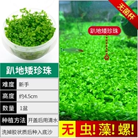 1 чашка стерильной чашки низкого жемчуга на земле (попробуйте)