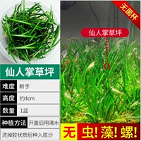 【Нет улитки, нет мяса кактуса водорослей