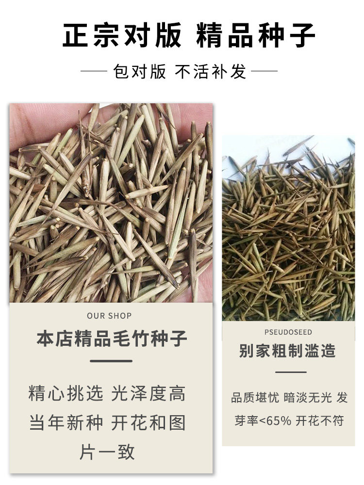 大型毛竹种子 青竹苗 刚竹 四季竹子 雷竹食用竹笋大青竹黄竹种籽-阿里巴巴