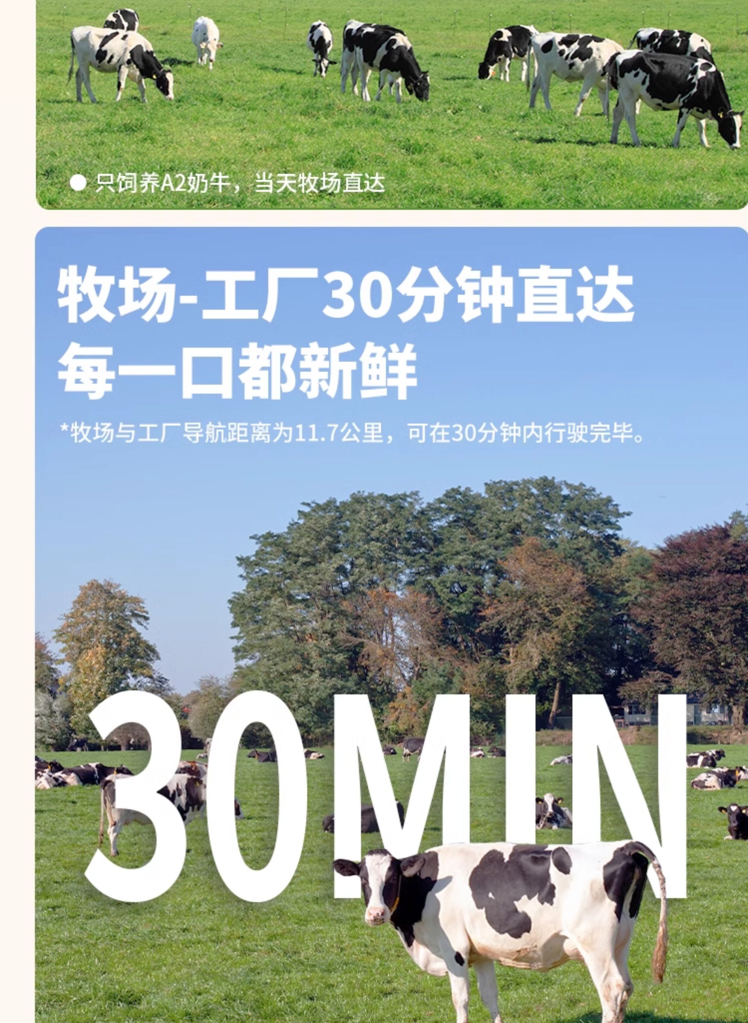 安享好物 安享B级纯奶-乍甸A2β纯牛奶 国标 