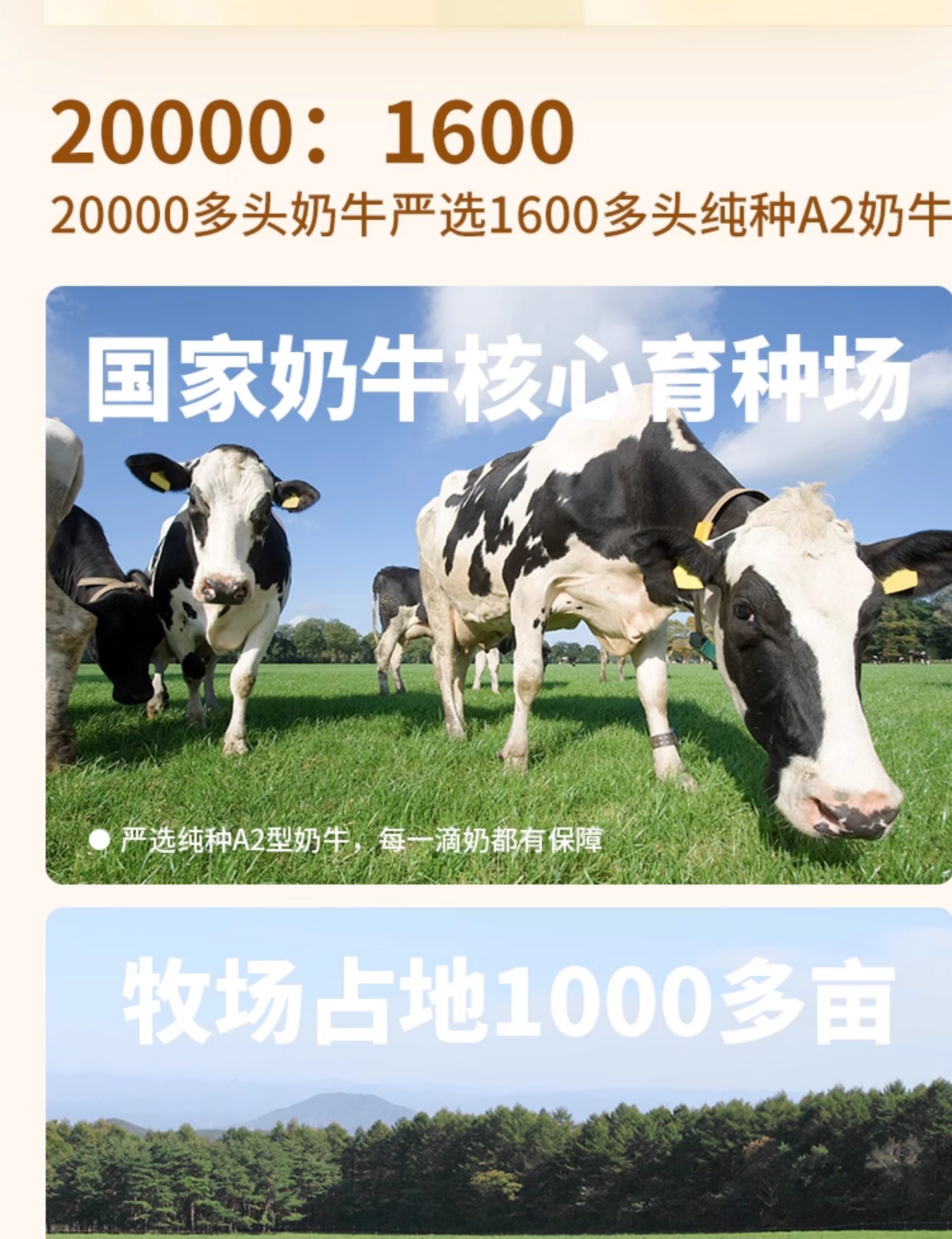 安享好物 安享B级纯奶-乍甸A2β纯牛奶 国标 