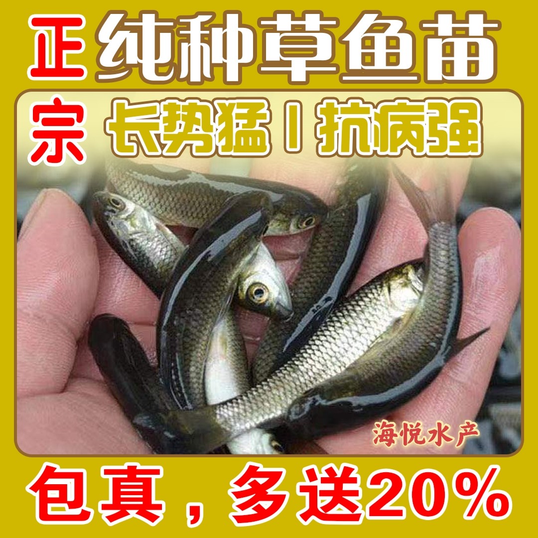 大草鱼苗真的香！皖鱼脆肉半斤起，养殖新手也能养出高收益！-出苗桶-淘宝百科网
