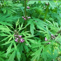 Motherwort fresh wild motherwort freshly harvested edible conditioning aunt grass menstrual grass hay purple flower Chinese medicinal materials