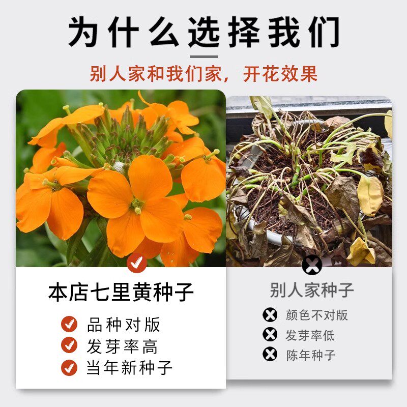 高端桂竹湘妃竹花斑竹虎皮斑：揭秘竹制乐器的美学与声学奥秘