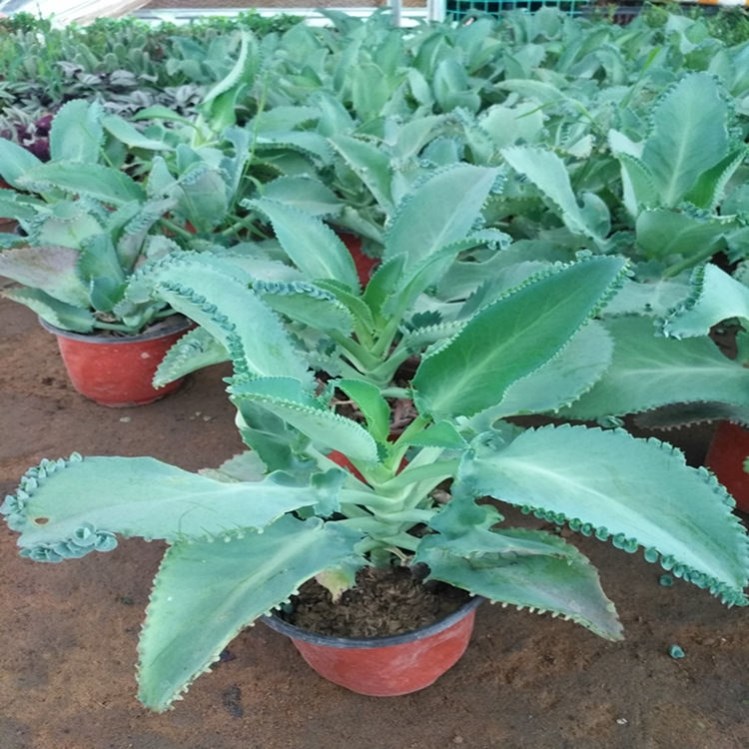 Rooting Potted Big Leaf Rooting Flowers Rooting Phoenix Princess Lace Succulent Methanol Flowers