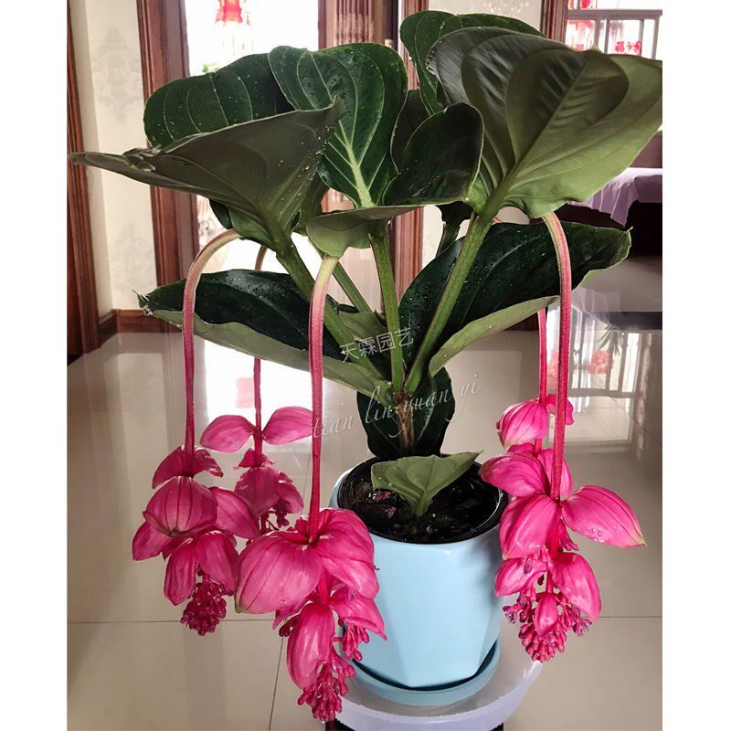 Lotus lamp flower potted with flower buds