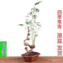 Bamboo bonsai bamboo bonsai bamboo bonsai bamboo bonsai bamboo pile Four Seasons Bamboo Original Basin Original Earth Shipping Room Inside and outside Green Planting Breeding