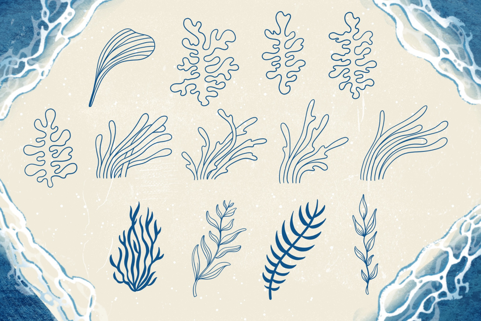 Seashell   Driftwood Set for Procreate  Creative M.jpg