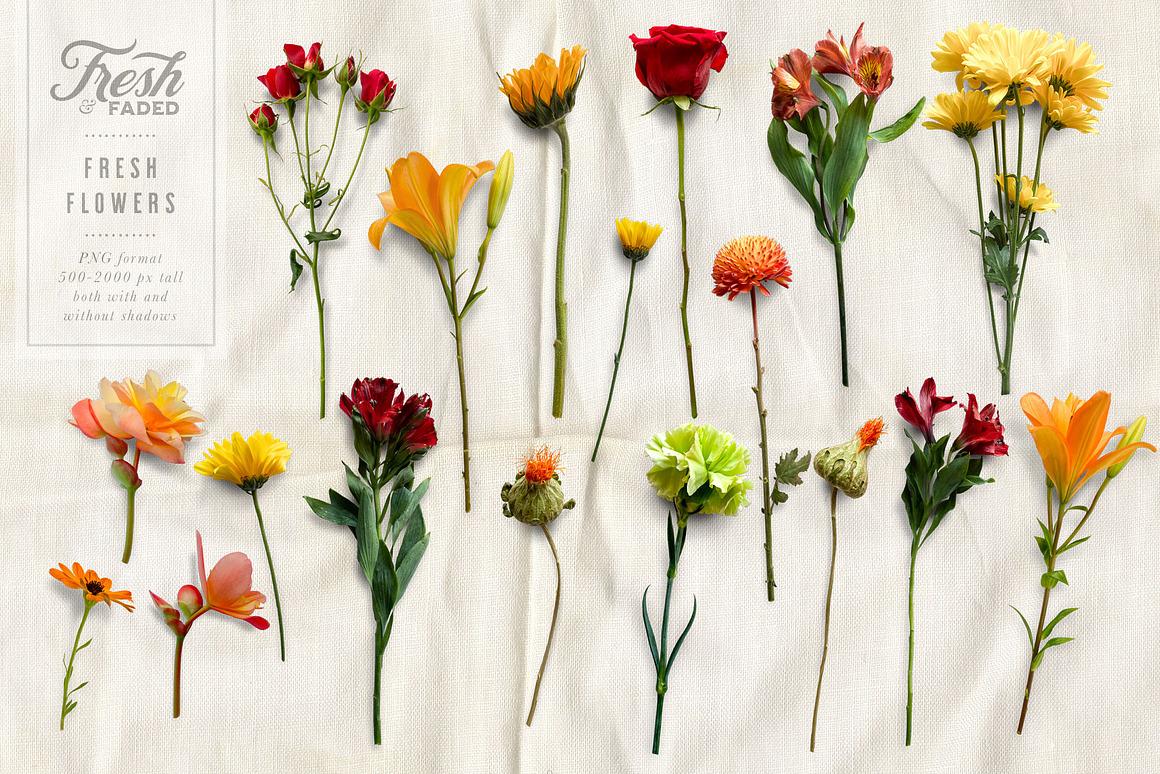 Fresh  Dried Flower Flat Lay, a Product Mockup by.jpg