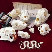 newReal Taxidermy Animal Skull Animal Bones Real for Craft