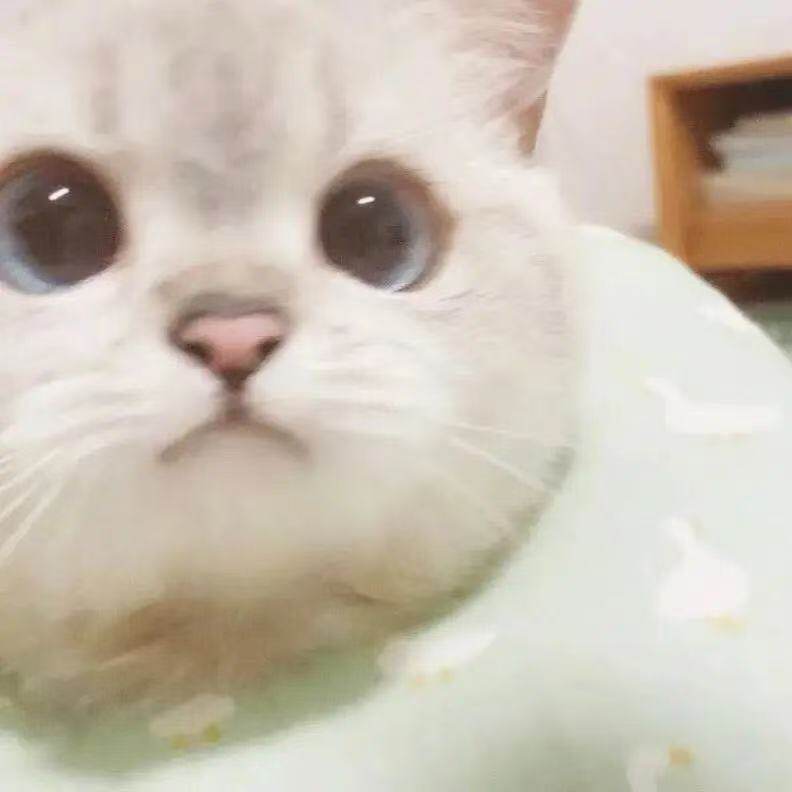 抱着西瓜の猫