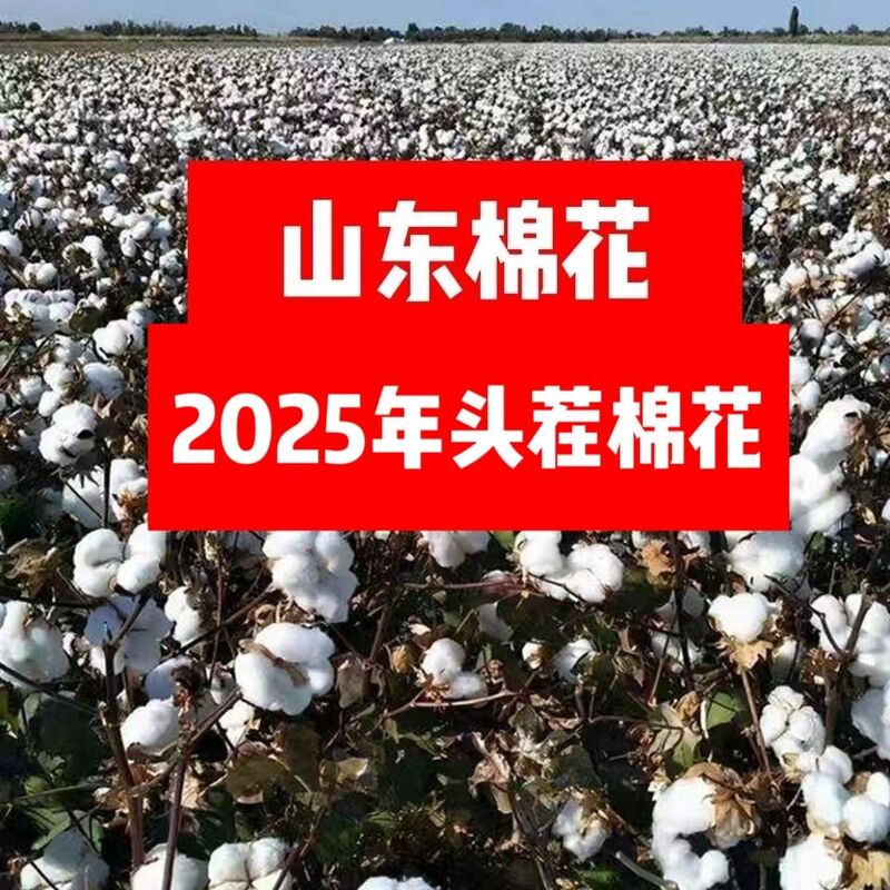 Cotton Bolls, Unprocessed, Farm-Produced, Hand-Picked Cotton for Weddings and Childbirth, Shandong Cotton Batting Cotton Bolls, Unprocessed, Farm-Produced, Hand-Picked Cotton for Weddings and Childbirth, Shandong Cotton Batting