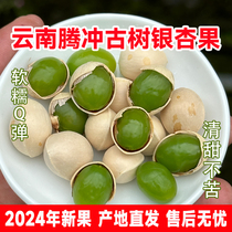 Fresh ginkgo fruit Yunnan Tengchong ancient tree green kernel glutinous ginkgo 2024 high-quality large fruit 5 catties snacks