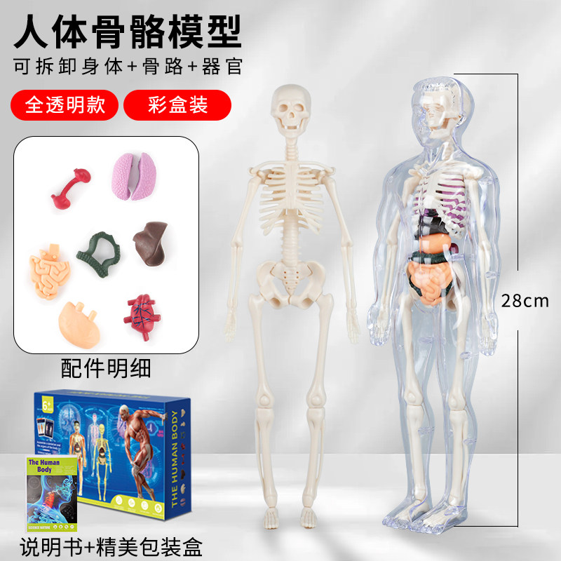 可拆卸拼装人体模型结构28cm透明全身骨骼器官医学解剖仿真模型-Taobao