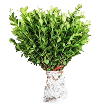 Small-leaf boxwood seedlings melon seed seedlings courtyard green hedges four-season green plants holly balls ground-mounted saplings green plants in the north and south