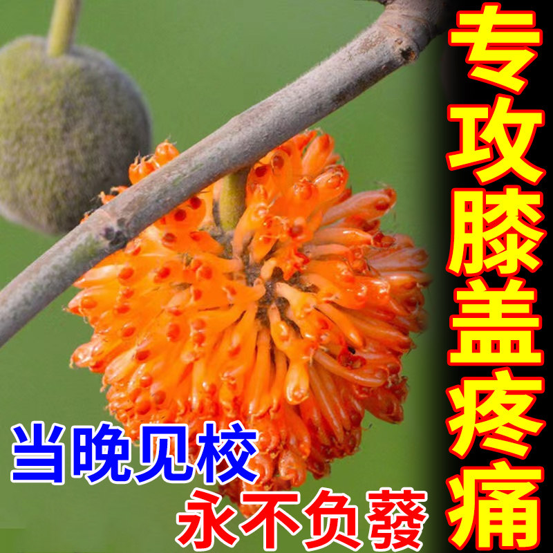 Knee pain special plaster knee stiffness water effusion meniscus injury old cold leg special joint paste